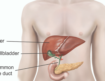 Ce este bila? Ce rol are in sistemul digestiv?