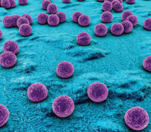 Staphylococcus aureus